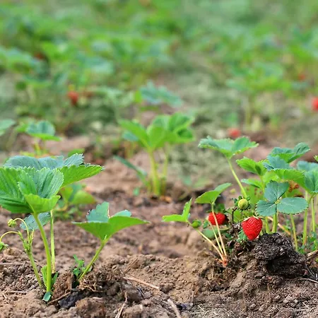 Ferma De Sub Penteleu Pensiune agroturistice Varlaam (Buzau)