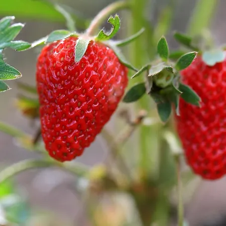 Pensiune agroturistice Ferma De Sub Penteleu